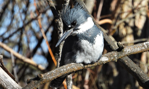 Belted Kingfisher Male